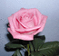 Очень красивая роза